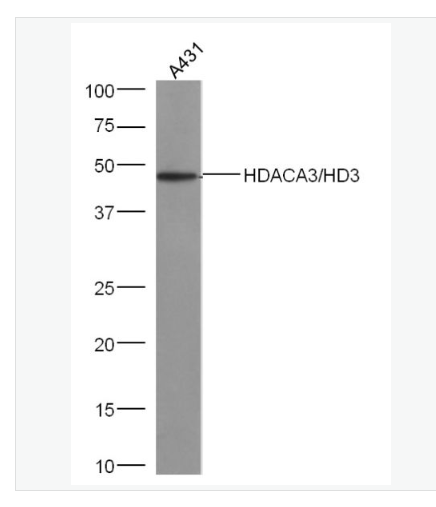 Anti-HDAC3 antibody-组蛋白去乙酰化酶3抗体