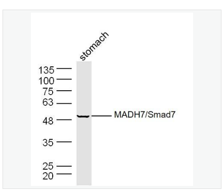 Anti-SMAD7 antibody - Smad7抗体