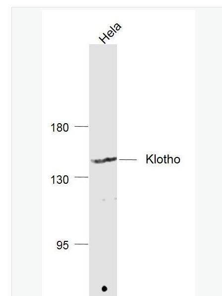 Anti-Klotho antibody- Klotho多肽蛋白抗体