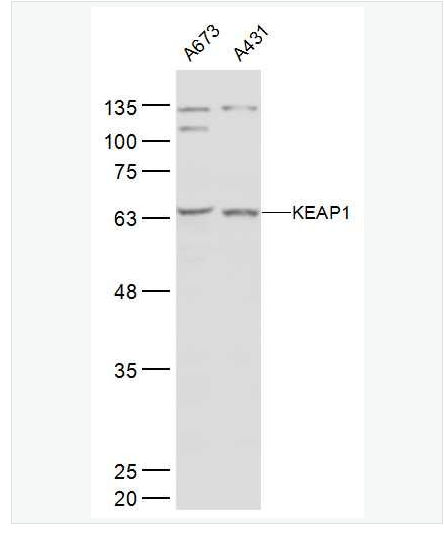 Anti-KEAP1 antibody- 胞质接头蛋白Keap1