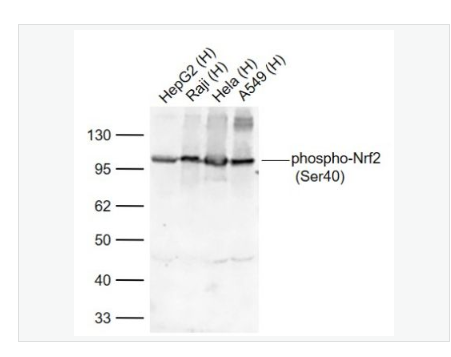 Anti-phospho-Nrf2- 磷酸化核因子2相关因子2(Ser40)重组兔单克隆抗体