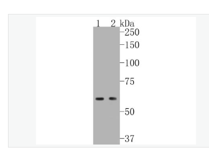Anti-NADPH oxidase 4  antibody- NADPH氧化酶4抗体