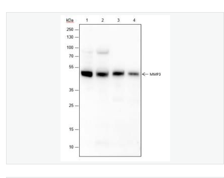 Anti-MMP3 antibody- 基质金属蛋白酶3重组兔单克隆抗体