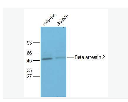 Anti-Beta arrestin 2 antibody-β-β-arrestin抗体