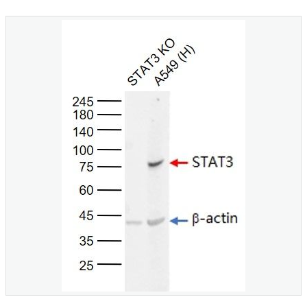 Anti-STAT3 antibody-信号转导和转录激活因子3单克隆抗体