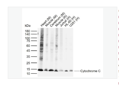 Anti-Cytochrome C antibody -细胞色素C单克隆抗体