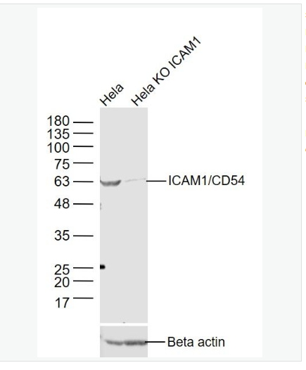 Anti-ICAM1 antibody -细胞间粘附分子-1（CD54）抗体