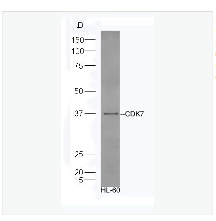 Anti-CDK7 antibody -周期素依赖性激酶7抗体