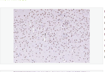 Anti-PEG3 antibody -PEG3蛋白抗体