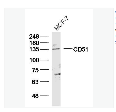 Anti-ITGAV antibody-整合素αV（CD51）抗体