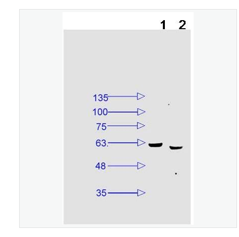 Anti-Phospho-NFKB-磷酸化细胞核因子NF-κB p65抗体