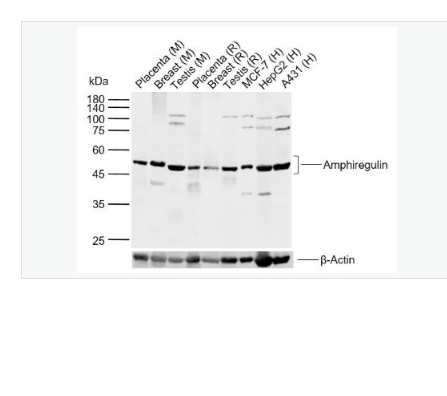Anti-Amphiregulin antibody-双调蛋白/结肠直肠细胞源性生长因子抗体
