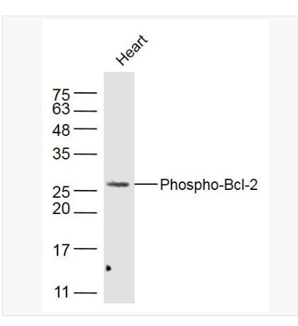 Anti-Phospho-Bcl-2-磷酸化Bcl-2抗体