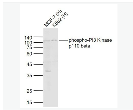 Anti-phospho-PI3-磷酸化磷脂酰肌醇激酶（PI3Kβ）抗体
