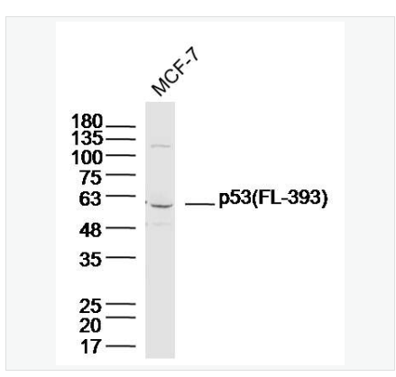 Anti-p53 (FL-393) antibody-肿瘤抑制基因p53抗体