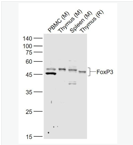 Anti-FOXP3 antibody-叉头蛋白P3抗体