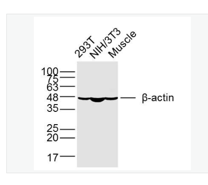 Anti-beta-Actin-β-肌动蛋白/β-Actin（内参）单克隆抗体