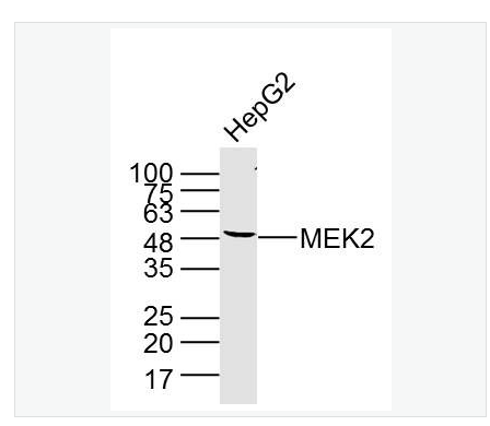 Anti-MEK2 antibody-丝裂原活化蛋白激酶激酶2单克隆抗体