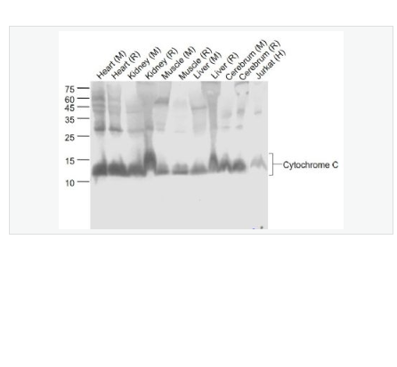Anti-Cytochrome C antibody-细胞色素C重组兔单克隆抗体