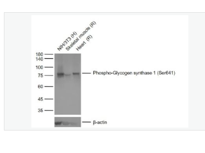 Anti-Phospho-磷酸化葡萄糖合成酶1重组兔单克隆抗体