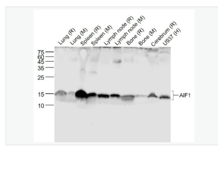 Anti-AIF1 (9A3)  antibody-离子钙接头蛋白单克隆抗体