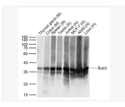 Anti-Bub3 antibody-有丝分裂蛋白BUB3重组兔单克隆抗体