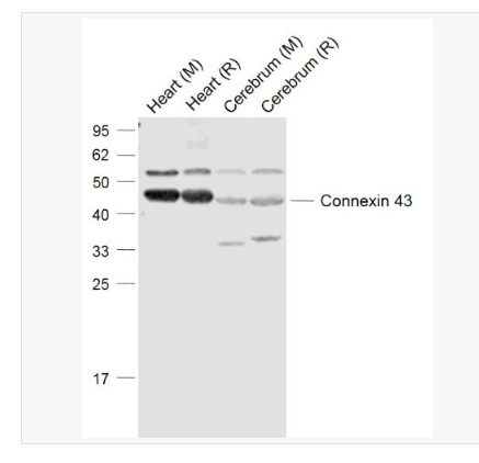 Anti-Connexin 43 antibody-间隙连接蛋白43抗体