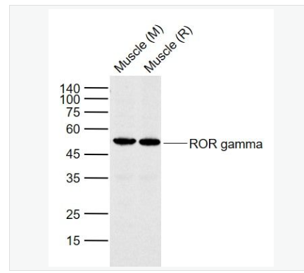 Anti-RORC antibody -孤儿核受体抗体