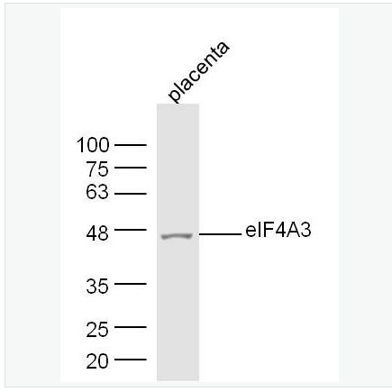 Anti-eIF4A3 antibody-eIF4A3蛋白抗体