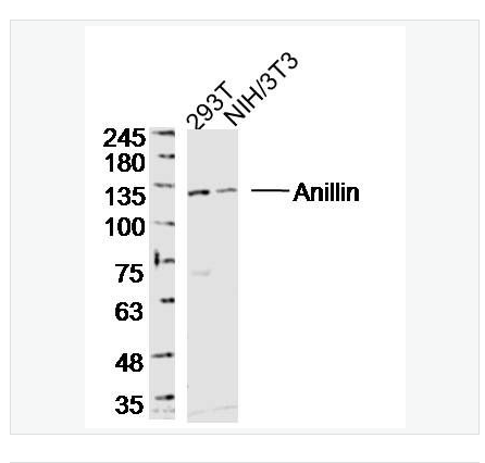 Anti-Anillin antibody-胞环蛋白肌动蛋白结合蛋白抗体