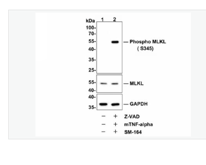 Anti-phospho-MLKL-磷酸化MLKL重组兔单克隆抗体