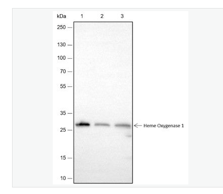 Anti-Heme Oxygenase 1 antibody-血红素氧合酶 1抗体