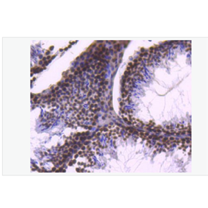 Anti-Histone H2B antibody-组蛋白H2B重组兔单克隆抗体