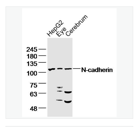 Anti-N-cadherin antibody-N-钙粘附分子抗体