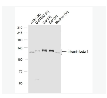 Anti-Integrin beta1antibody -整合素β1（CD29）抗体