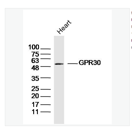 Anti-GPR30 antibody -G蛋白偶联受体30抗体