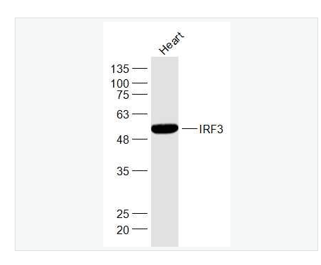 Anti-IRF3 antibody-干扰素调节因子3