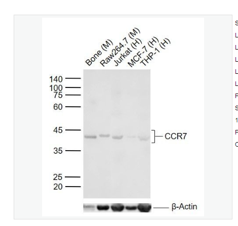 Anti-CCR7 antibody-细胞表面趋化因子受体7抗体