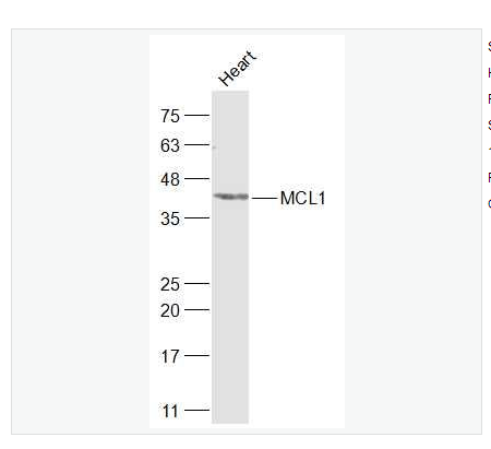Anti-MCL1 antibody -髓样细胞白血病-1抗体