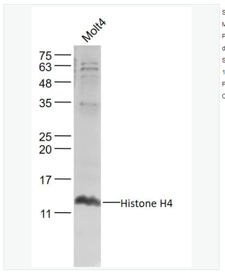 Anti-Histone H4 antibody -组蛋白H4抗体
