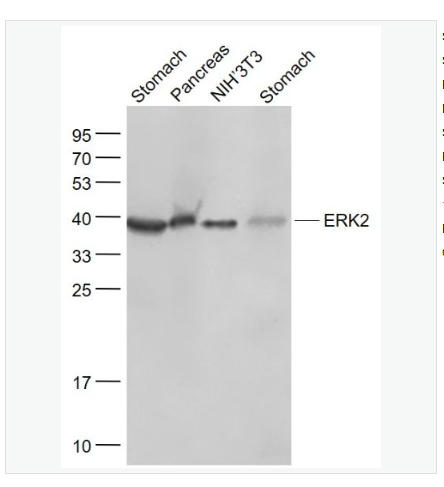 Anti-ERK2 antibody -丝裂原活化蛋白激酶2重组兔单克隆抗体