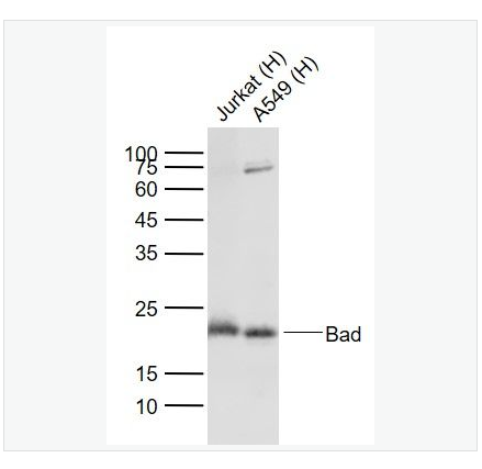 Anti-Bad antibody -相关死亡促进因子Bad重组兔单克隆抗体