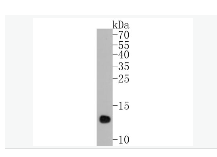 Anti-Histone H4 antibody -组蛋白H4重组兔单克隆抗体