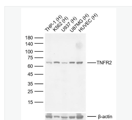 Anti-TNFR2 antibody -肿瘤坏死因子受体2重组兔单克隆抗体