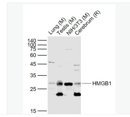 Anti-HMGB1 antibody-高迁移率族蛋白B1抗体