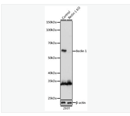 Anti-Beclin 1  antibody-自噬效应蛋白Beclin 1抗体