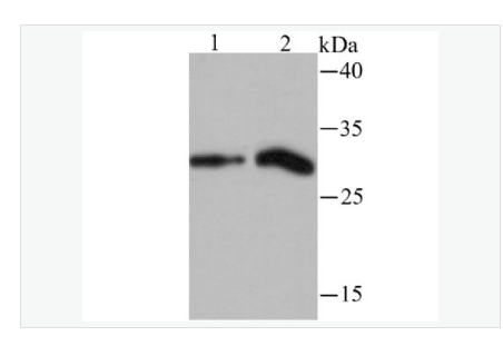 Anti-Histone H1.2  antibody-组蛋白H1.2重组兔单克隆抗体