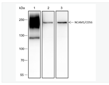 Anti-NCAM antibody-神经细胞粘附分子1重组兔单克隆抗体