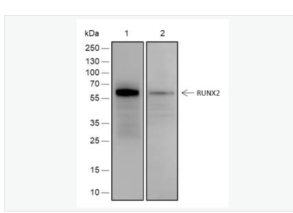 Anti-RUNX2 antibody-核心结合因子α1重组兔单克隆抗体