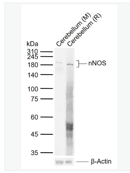 Anti-nNOS antibody-一氧化氮合成酶-1（神经型）重组兔单克隆抗体